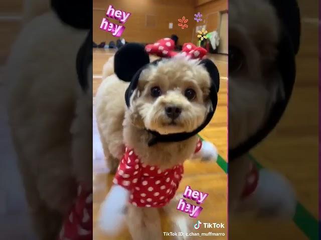 Tik tok perro Mike y mouse