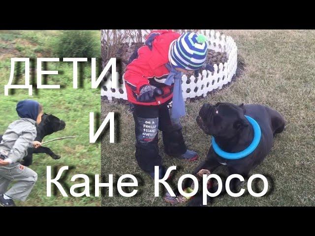 ДЕТИ и собака КАНЕ КОРСО. #КанеКорсоиДети Характер Кане Корсо