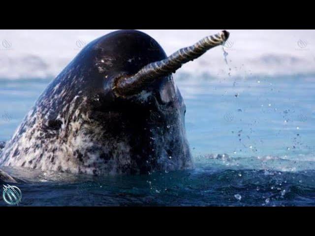 NARWHAL ─ The Jedi of The Sea! Narwhal vs Orcas, Polar Bears and Humans