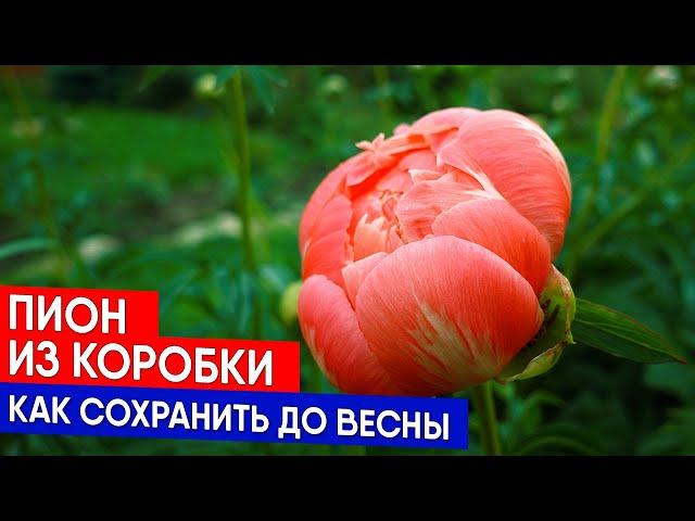 Пион из коробки - как сохранить до весны