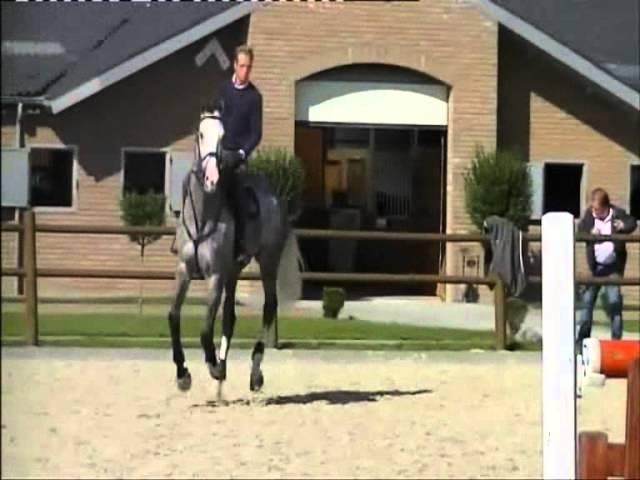 Copper `Sporthorses from Holland` FOR SALE peter bulthuis
