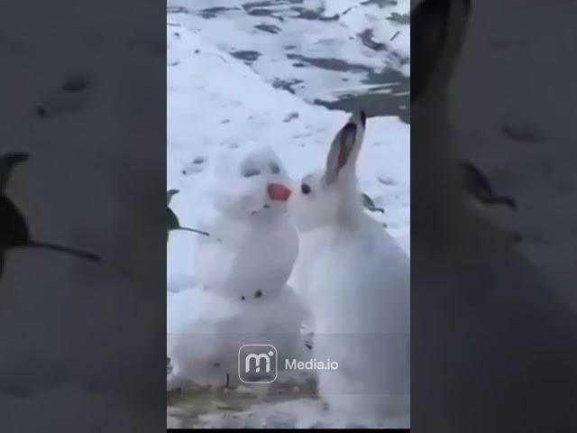 Rabbit having a snake  #russia #snowman #bonny