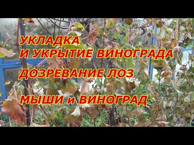 Укладка и укрытие винограда. Дозревание лоз. Мыши