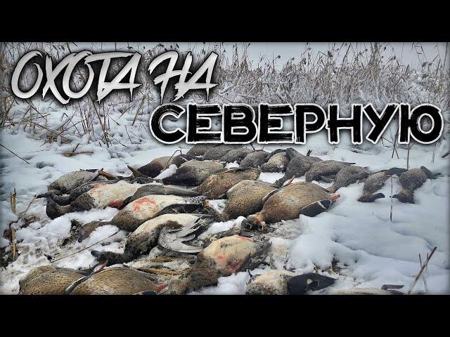 Северная утка пёрла как дурная | Настрелял 25 уток за пару часов