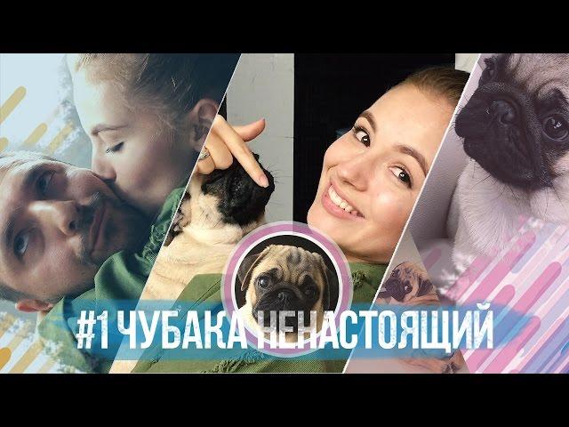 #1 Чубака ненастоящий / Мопс, шок и новый дом