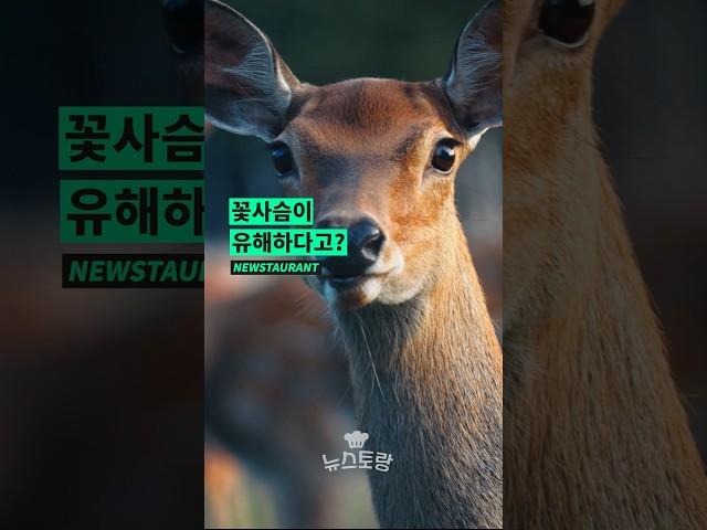 꽃사슴이 유해야생동물? #꽃사슴 #안마도