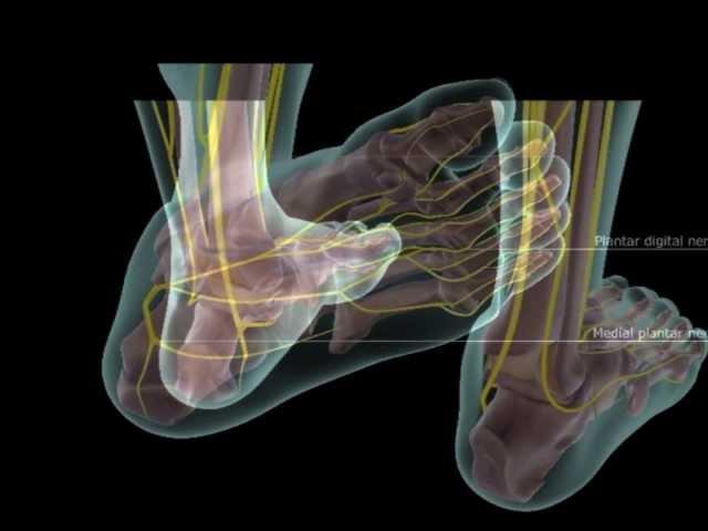 Study Doug Alexander's Peripheral Nerve Approach @ TouchU.ca