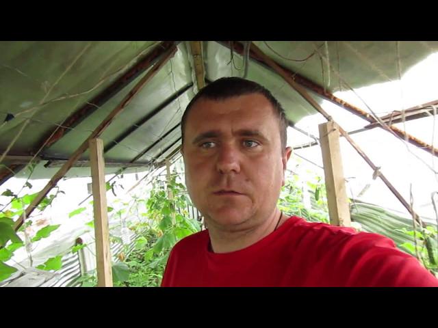 Огурцы в зимней теплице.Обзор корневой системы.Мои выводы.