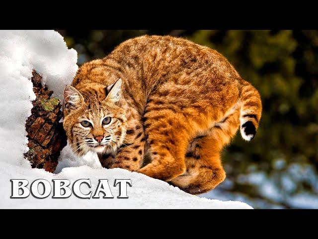 Red Lynx: The smallest lynx | Interesting facts about Bobcat