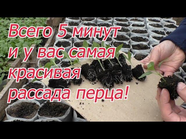 Крепкая и красивая рассада перца и баклажан всего за 5 минут вашего времени.