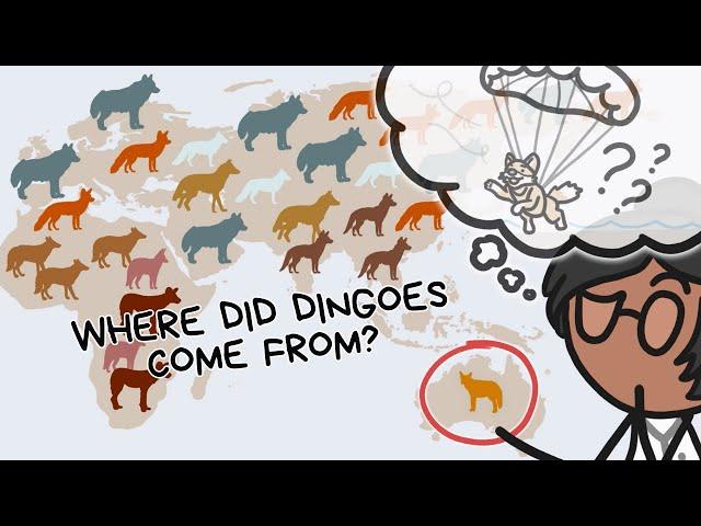 WHERE DID DINGOES COME FROM? | SCIENCE MINUTE