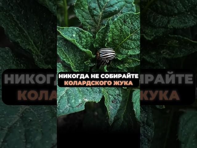 НИКОГДА не собирайте КОЛОРАДСКОГО ЖУКА #дача #огород #урожай #колорадскийжук