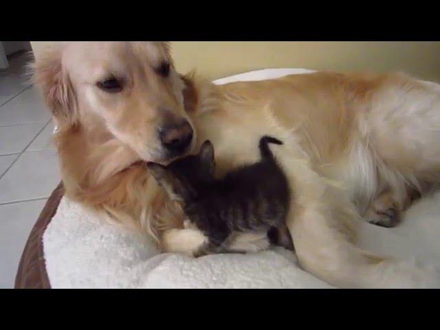 Super Cute Foster Kitten Snuggling & Licked Clean By Big Golden Retriever Dog (Kitten = 3 Weeks Old)