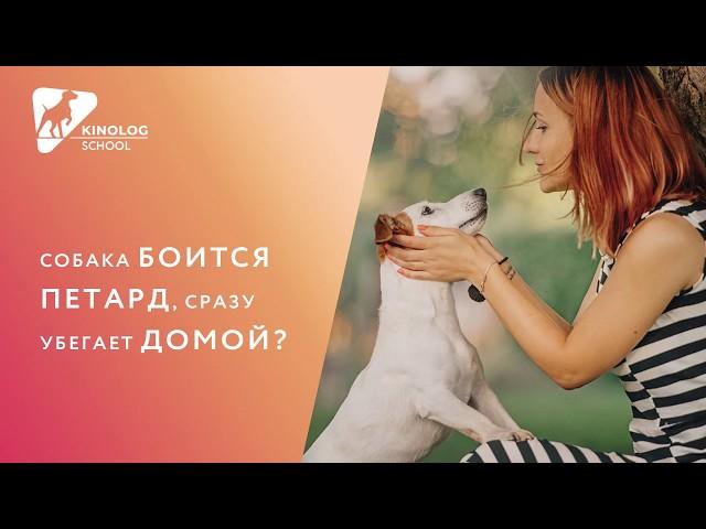 Собака боится петард, сразу убегает домой?