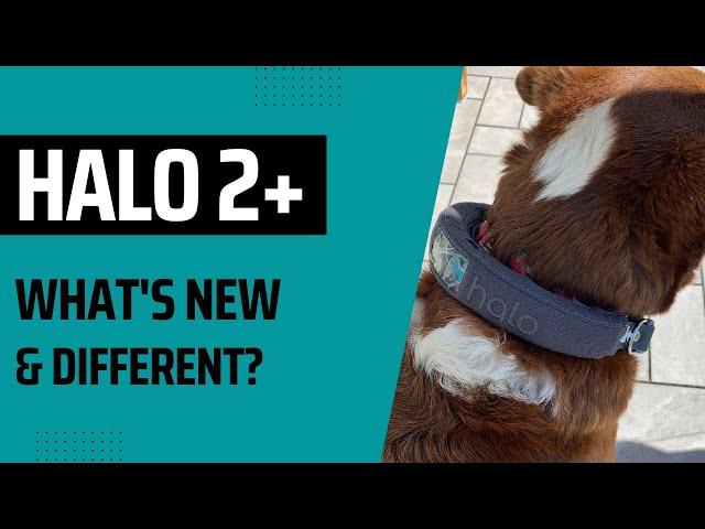 New Halo 2+ Dog Collar Unboxing : What's New & What to Expect!