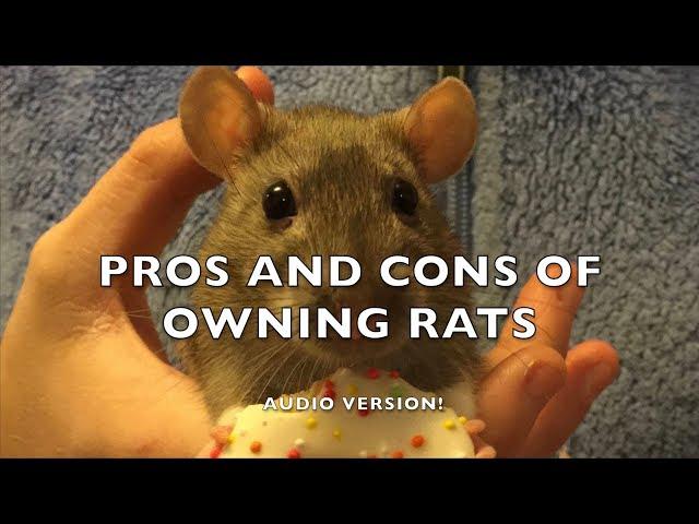 Pros and Cons of Fancy Rats as Pets - Audio version