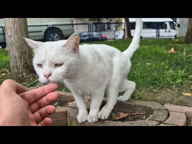 The poor white cat was thrown into the street.