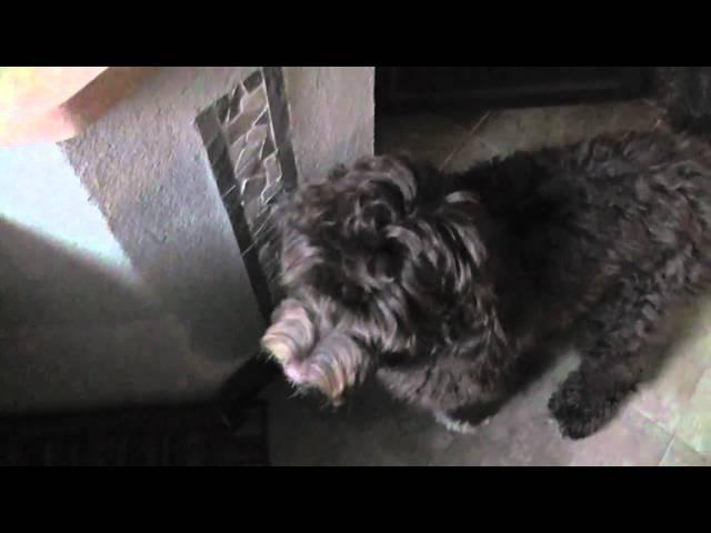 Morning Conversation my Portuguese Water Dog