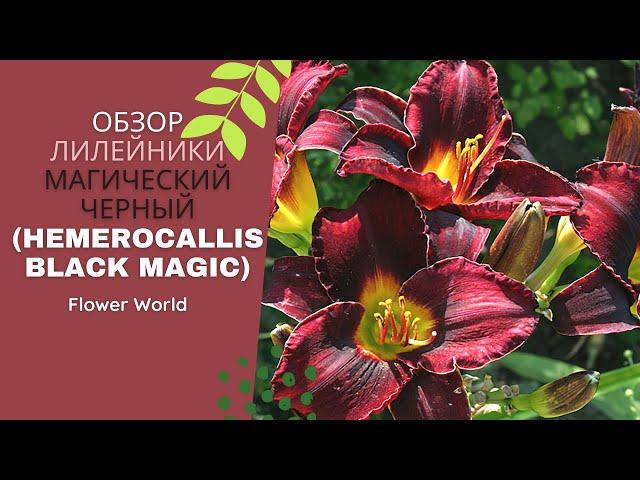 Обзор Лилейники Магический черный (Hemerocallis Black magic)