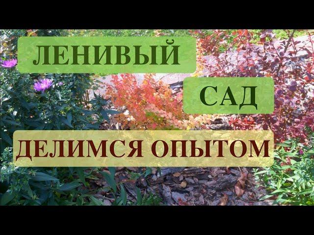 ЛЕНИВЫЙ САД. ДЕЛИМСЯ ОПЫТОМ. An unpretentious garden.