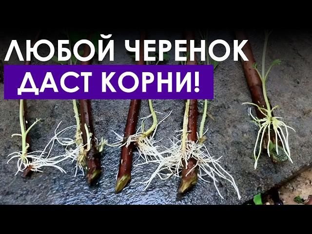 ГЕНИАЛЬНЫЙ СПОСОБ укоренения черенков! / 100% рабочее средство