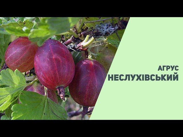 Агрус Неслухівський