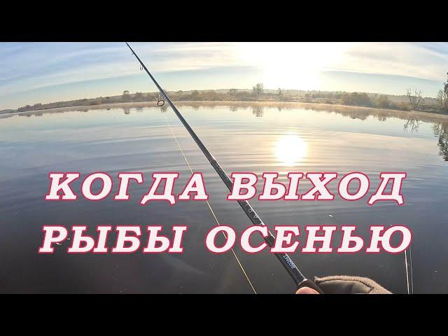 Нужна ли Утренняя рыбалка Осенью! Когда у КРУПНОЙ РЫБЫ ВЫХОД!