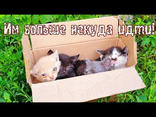 Котят с заклеянными глазами  выкинули у дороги/ они молча ждали смерти в коробке  save the kittens