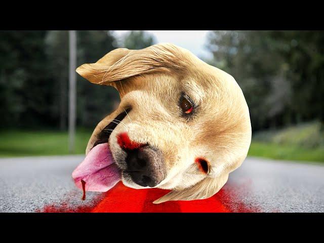 Dog Lucky : The End of His Best Friend (Full Movie 2024)