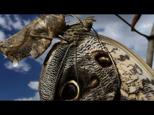 Butterfly Papillon and Morpho emerging time lapse