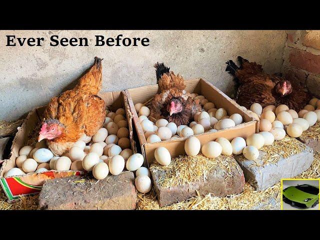 3 Aseel Hens HARVESTING Too Many EGGS Together - Hatching 100 Eggs To Chicks