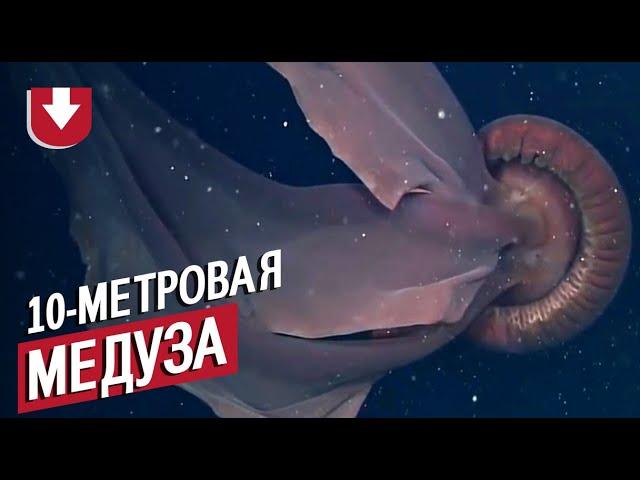 Десятиметровая медуза! Очень редкие кадры