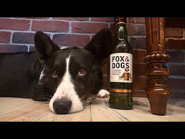 Купажированный шотландский виски Fox&Dogs.