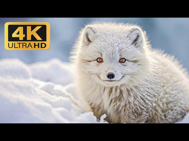 Stunning wildlife (4k Ultra HD) -calm landscape film with an exciting soundtrack