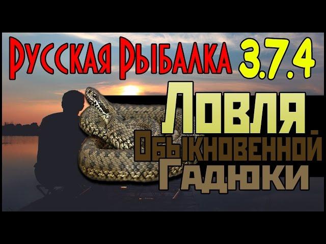 Русская Рыбалка 3.7.4  - Ловля Обыкновенной Гадюки