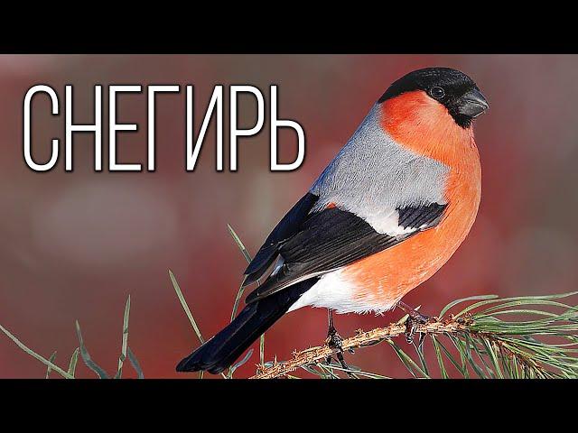 Bullfinches: Feathered winter forest decorations | Interesting facts about bullfinches