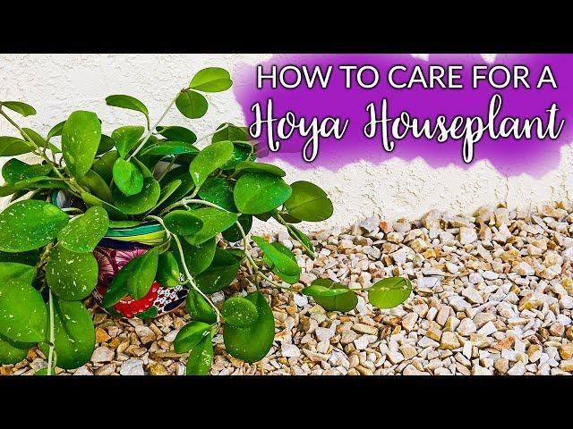 How To Care For A Hoya (Wax Plant)  Houseplant/ Joy Us Garden