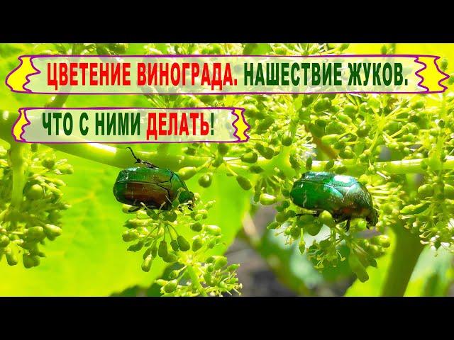  Тихий и КРАСИВЫЙ ВРЕДИТЕЛЬ на винограде. Жук цветоед БРОНЗОВКА тоже любит виноград.