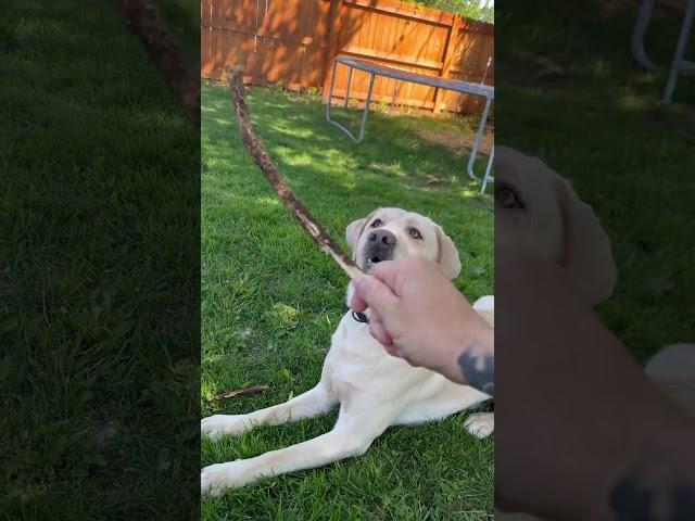 Fetch ! #happydog #yellowlab #buddy