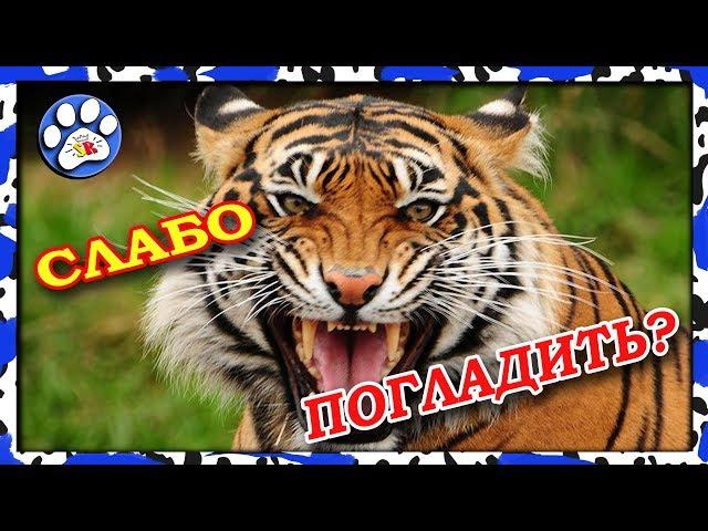 Тайланд парк ТИГРОВ TIGER park трогаем и гладим ТИГРА