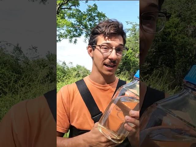 Check out these Eastern Newts! #shorts #wildlife #herpetology