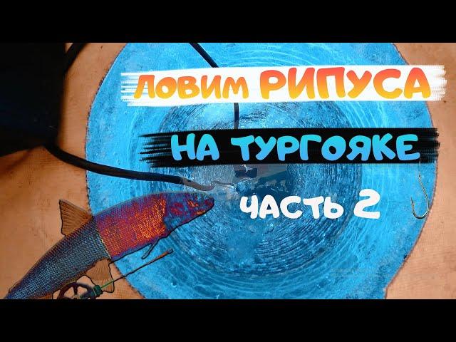 Зимняя ловля рипуса на Тургояке. Рыбалка на РИПУСА. Рыбалка 2021. поклевки рипуса . ЧАСТЬ 2