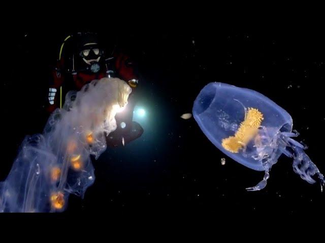 Deep Blue Discovery | Episode 6 | The Unusual