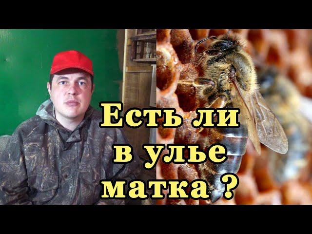 Как узнать есть ли матка в улье. Пчелиная семья без матки