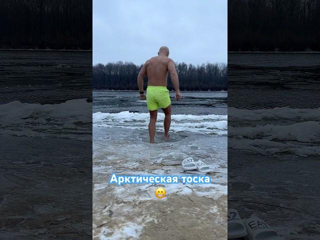 Арктическая тоска  #морж #моржевание #моржи