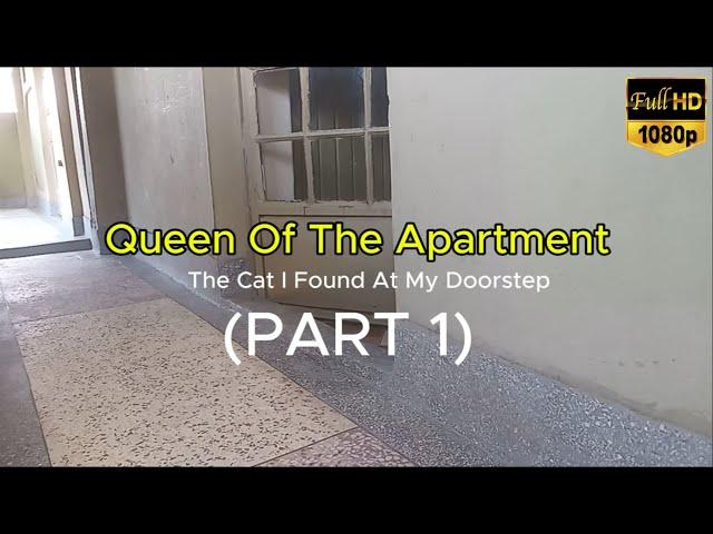 Queen Of The Apartment (PART 1) The Cat I Found At My Doorstep #paws