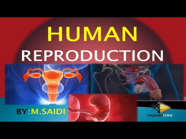 HUMAN REPRODUCTION CLASS 12 [GRADE 12 LIFE SCIENCE] THUNDEREDUC (MALE AND FEMALE STRUCTURES) M.SAIDI