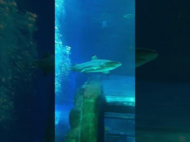 who likes the shark ik I am scared but it  cool