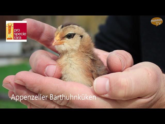 Allerlei zum Ei - Ganz spezielle Hühner