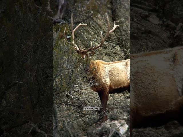 Elk Sheds Antler! Always wanted to capture this rare moment on video. #elk #wildlife #shedhunting